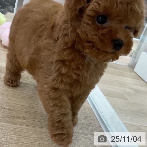 トイ・プードルの写真