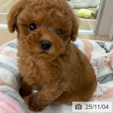 トイ・プードルの写真