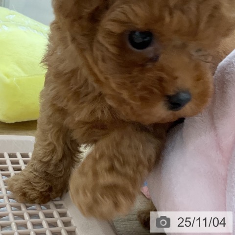 トイ・プードルの写真