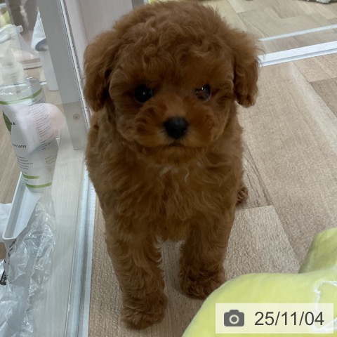 トイ・プードルの写真