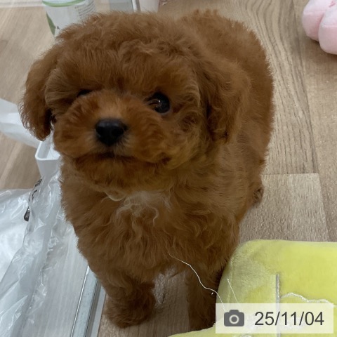 トイ・プードルの写真