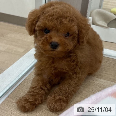 トイ・プードルの写真