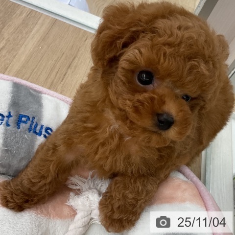 トイ・プードルの写真