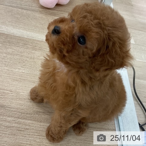 トイ・プードルの写真