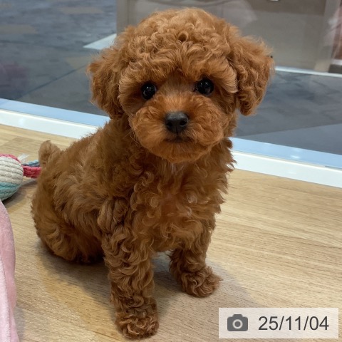 トイ・プードルの写真