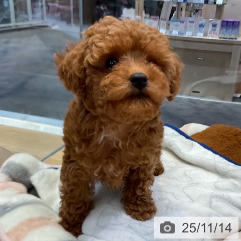 愛知県のトイプードル(トイ) (ペットプラス イオンモール豊川店/2025年9月4日生まれ/女の子/レッド)の子犬の4枚目の画像