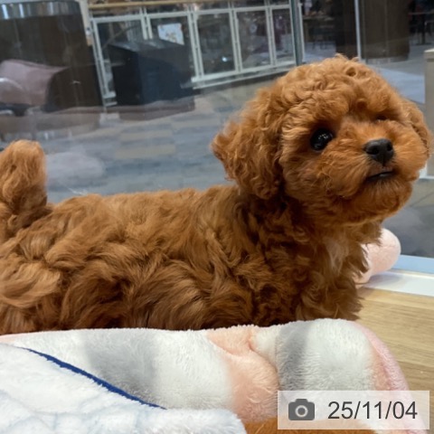 トイ・プードルの写真