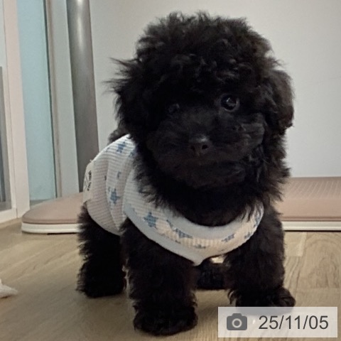 トイ・プードルの写真