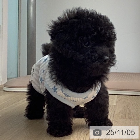 トイ・プードルの写真