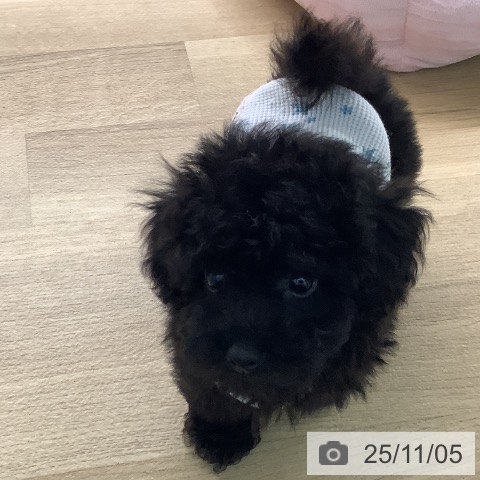 トイ・プードルの写真