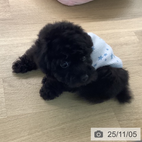 トイ・プードルの写真