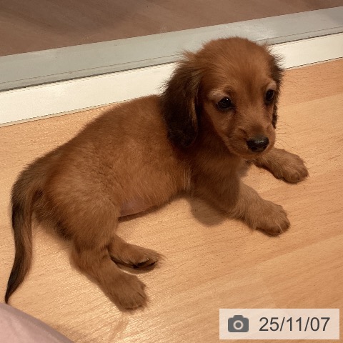 ミニチュア・ダックスフンドの写真