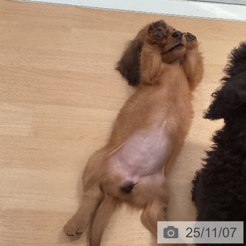 ミニチュア・ダックスフンドの写真