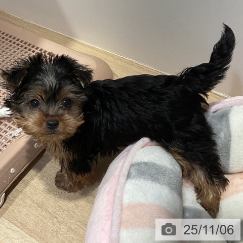 福岡県のヨークシャーテリア (ペットプラス 八幡東店/2025年9月4日生まれ/女の子/スチールブルータン)の子犬の4枚目の画像