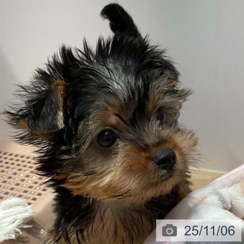 福岡県のヨークシャーテリア (ペットプラス 八幡東店/2025年9月4日生まれ/女の子/スチールブルータン)の子犬の3枚目の画像