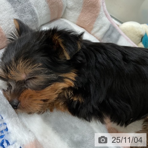 ヨークシャー・テリアの写真