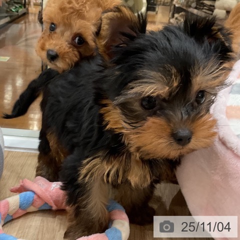 ヨークシャー・テリアの写真