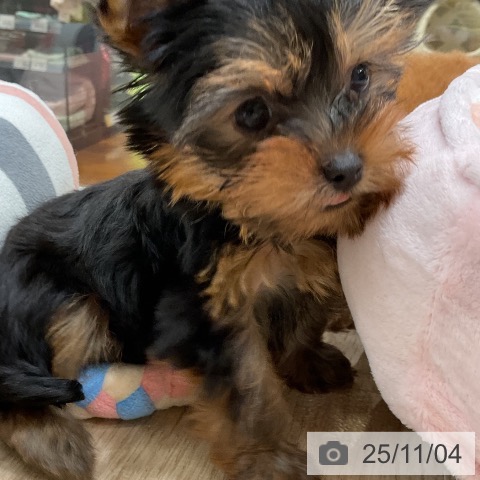 ヨークシャー・テリアの写真