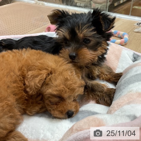 ヨークシャー・テリアの写真