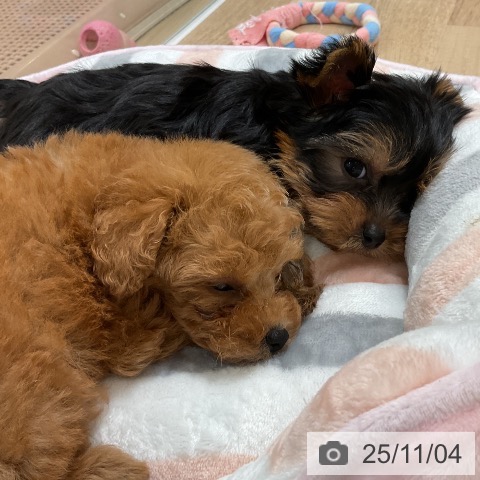 ヨークシャー・テリアの写真