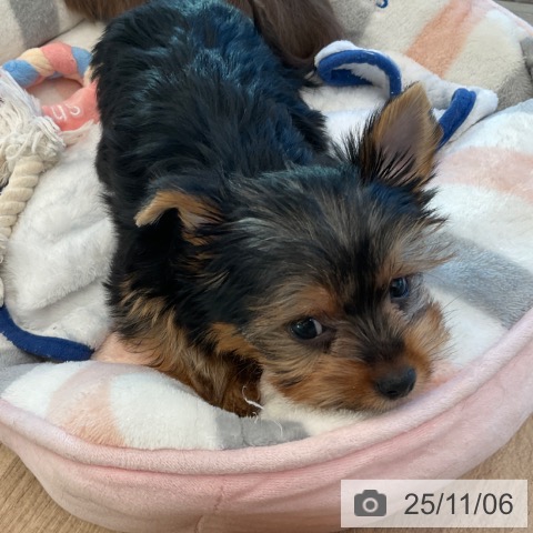 ヨークシャー・テリアの写真