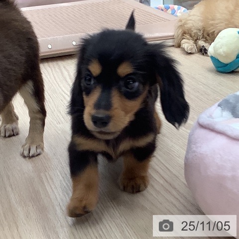 ミニチュア・ダックスフンドの写真