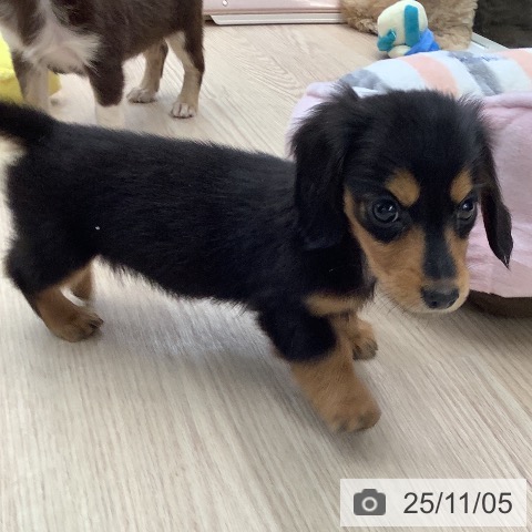 ミニチュア・ダックスフンドの写真