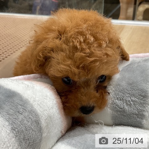 トイ・プードルの写真