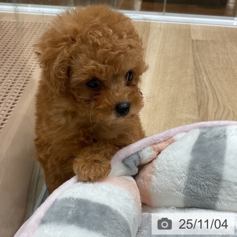 トイ・プードルの写真