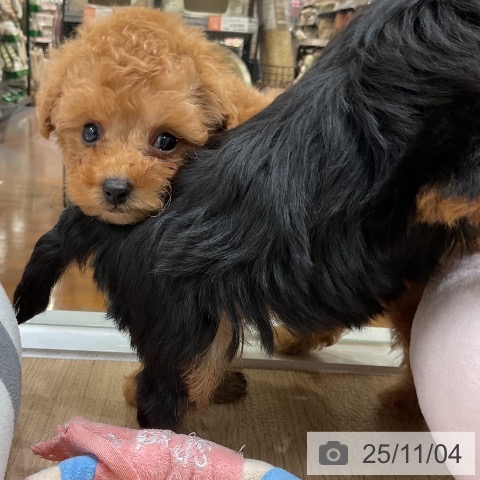 トイ・プードルの写真