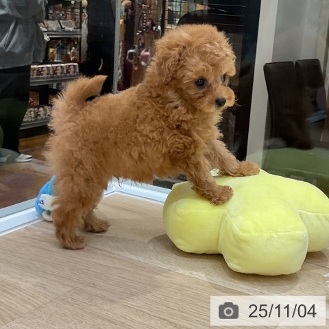 トイ・プードルの写真