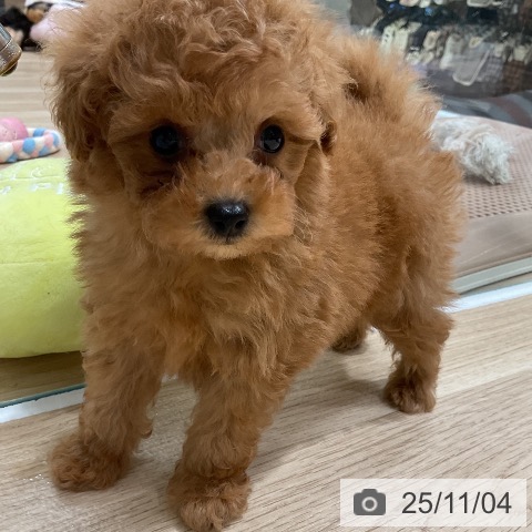 トイ・プードルの写真