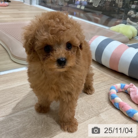 トイ・プードルの写真