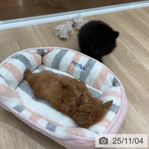 トイ・プードルの写真