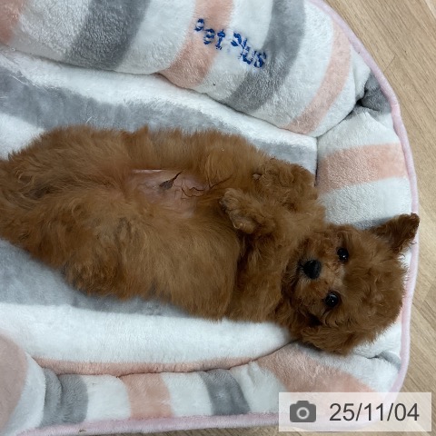 トイ・プードルの写真