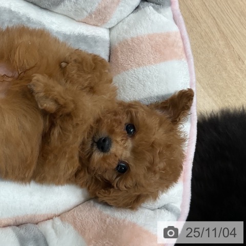 トイ・プードルの写真