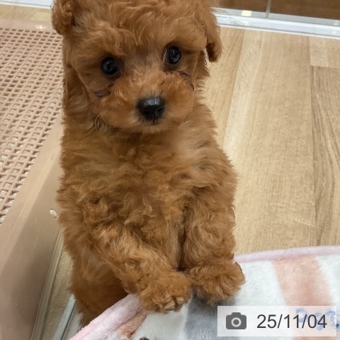 トイ・プードルの写真