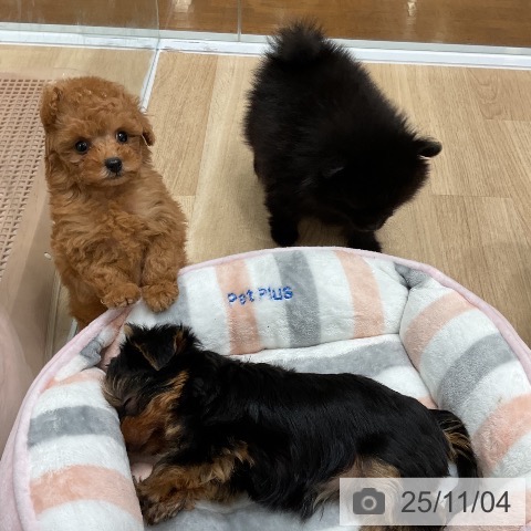 トイ・プードルの写真