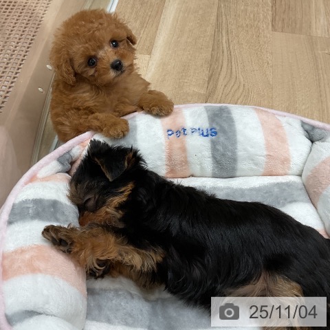 トイ・プードルの写真