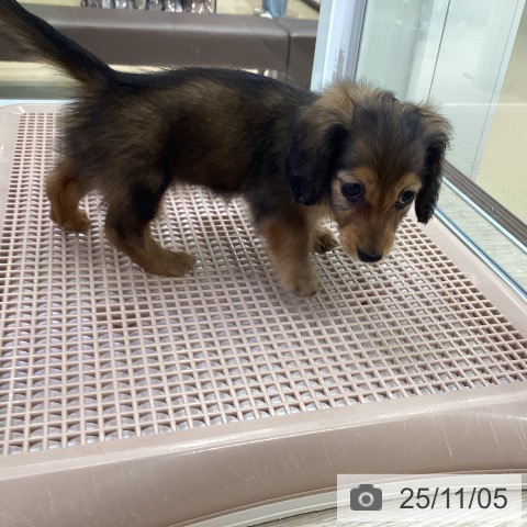 カニーンヘン・ダックスフンドの写真