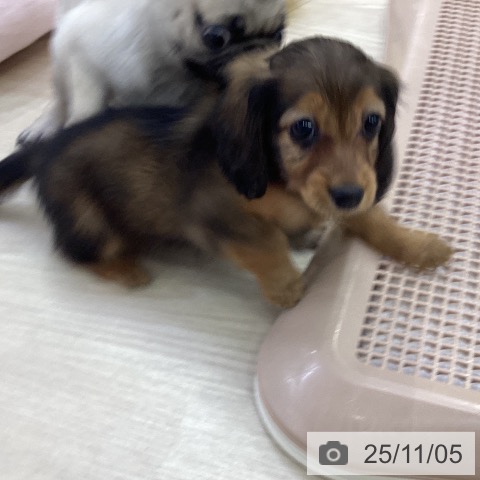 カニーンヘン・ダックスフンドの写真