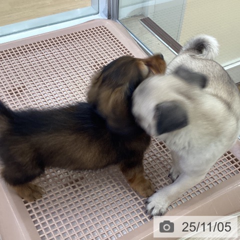 カニーンヘン・ダックスフンドの写真