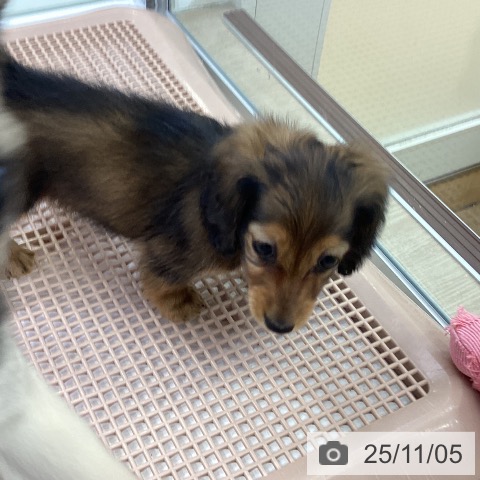 カニーンヘン・ダックスフンドの写真