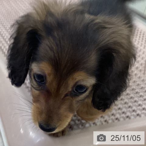 カニーンヘン・ダックスフンドの写真