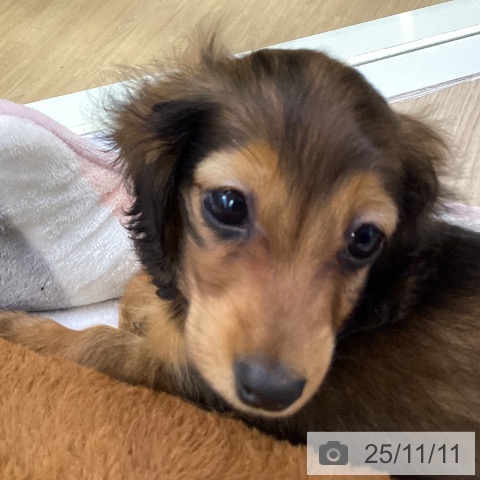 カニーンヘン・ダックスフンドの写真