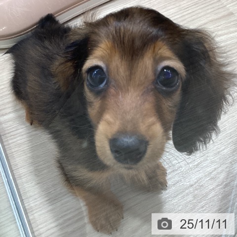 カニーンヘン・ダックスフンドの写真