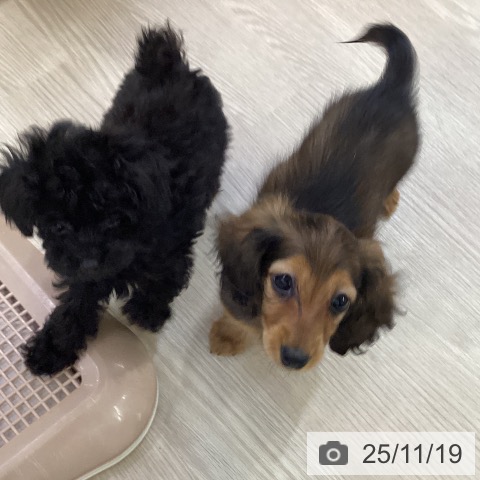 愛知県のカニンヘンダックスフンド(ロング) (ペットプラス イオンモール長久手店/2025年9月2日生まれ/女の子/レッド)の子犬の3枚目の画像