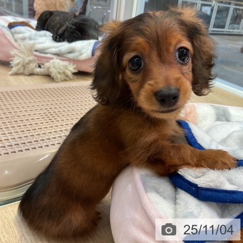 カニーンヘン・ダックスフンドの写真