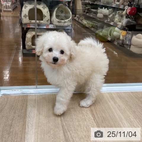 トイ・プードルの写真