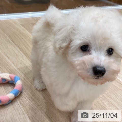 トイ・プードルの写真